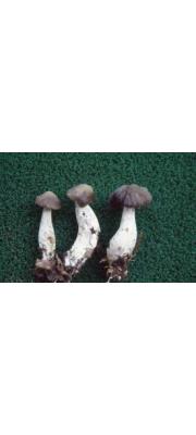 흰구멍그물버섯 (Boletus alboporus D,H. Cho)