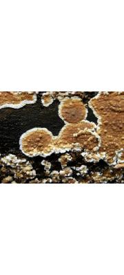 큰후추고약버섯 (Dacryobolus karstenii (Bres.) Overw. ex Parm.)