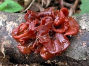 점흰목이 (Tremella coalescens L.S. Olive)