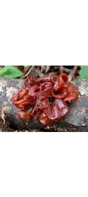 점흰목이 (Tremella coalescens L.S. Olive)