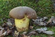 부속그물버섯 (Boletus appendiculatus Schaeff.)