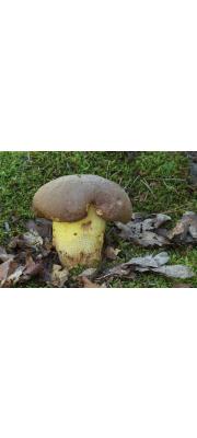 부속그물버섯 (Boletus appendiculatus Schaeff.)