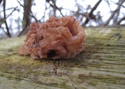 꽃흰목이(미역흰목이) (Tremella foliacea Pers. > Tremella fimbriata Pers.)
