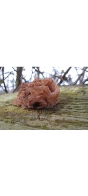 꽃흰목이(미역흰목이) (Tremella foliacea Pers. > Tremella fimbriata Pers.)