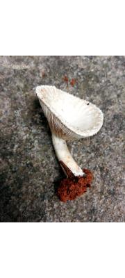 밀랍그늘버섯 (Clitopilus crispus Pat.)