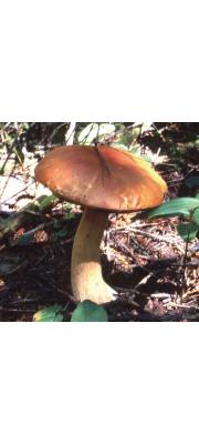 붉은끈적그물버섯 (Boletus aurantio-ruber (Dick &amp; Snell) Both, Bess. &amp; W.J.   Neil)
