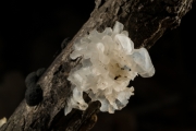 흰목이(흰목이버섯) (Tremella fuciformis Berk.)