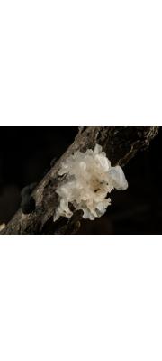 흰목이(흰목이버섯) (Tremella fuciformis Berk.)