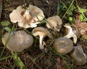 좀그늘버섯 (Clitopilus lignyotus Hongo)
