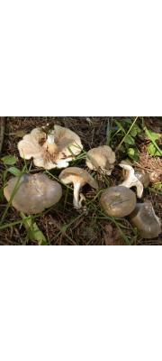 좀그늘버섯 (Clitopilus lignyotus Hongo)