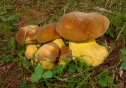 수원그물버섯 (Boletus auripes Peck)