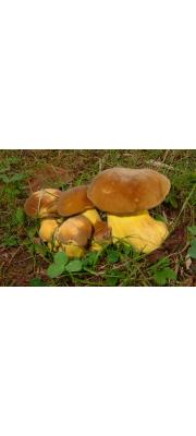 수원그물버섯 (Boletus auripes Peck)