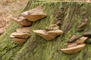 미로버섯 (Daedalea quercina (L.) Pers.)