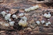 방울흰목이 (Tremella globispora Reid)