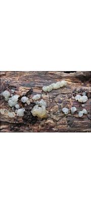 방울흰목이 (Tremella globispora Reid)