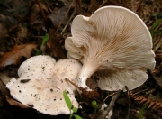 그늘버섯(매화그늘버섯) (Clitopilus prunulus (Scop.) P. Kumm.)