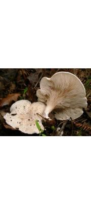 그늘버섯(매화그늘버섯) (Clitopilus prunulus (Scop.) P. Kumm.)