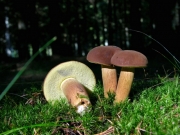 갈색그물버섯(갈색산그물버섯) (Boletus badius (Fr.) Fr.  > Xerocomus badius)