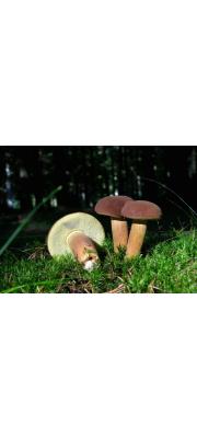 갈색그물버섯(갈색산그물버섯) (Boletus badius (Fr.) Fr.  > Xerocomus badius)