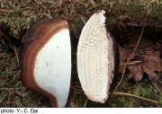 넓적재목버섯(넓적잔나비재목보섯, 넙적잔나비버섯) (Fomitella rhodophaea (Lév.) Hatt.  > Fomitopsis rhodophaeus (Lév.) Imaz.)