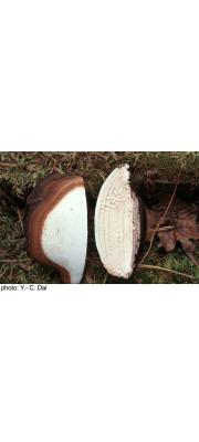 넓적재목버섯(넓적잔나비재목보섯, 넙적잔나비버섯) (Fomitella rhodophaea (Lév.) Hatt.  > Fomitopsis rhodophaeus (Lév.) Imaz.)