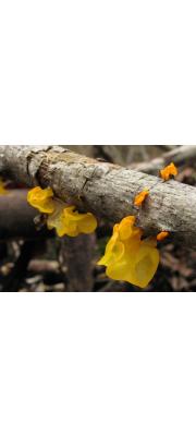 황금흰목이 (Tremella mesenterica Retz.)