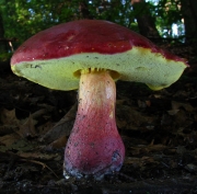 분홍그물버섯(광릉그물버섯) (Boletus bicolor Peck)