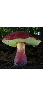 분홍그물버섯(광릉그물버섯) (Boletus bicolor Peck)