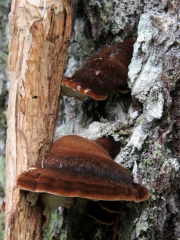 갈색떡버섯 (Ischnoderma benzoinum (Wahl.) P. Karst.)