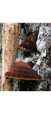 갈색떡버섯 (Ischnoderma benzoinum (Wahl.) P. Karst.)