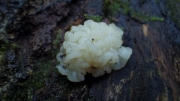 방석흰목이 (Tremella pulvinalis Kobay.)