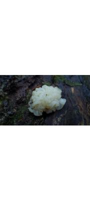 방석흰목이 (Tremella pulvinalis Kobay.)