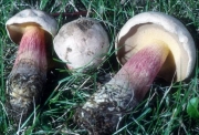 튼그물버섯 (Boletus calopus Pers.)