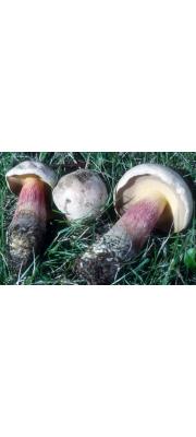 튼그물버섯 (Boletus calopus Pers.)