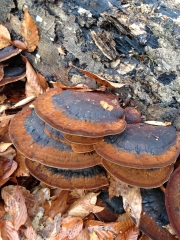 떡버섯 (Ischnoderma resinosum (Schrad.) P. Karst.)