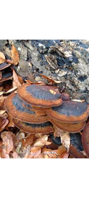 떡버섯 (Ischnoderma resinosum (Schrad.) P. Karst.)