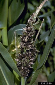 수수깜부기 (Sphacelotheca reiliana (Kühn.) Clinton)