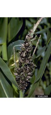 수수깜부기 (Sphacelotheca reiliana (Kühn.) Clinton)