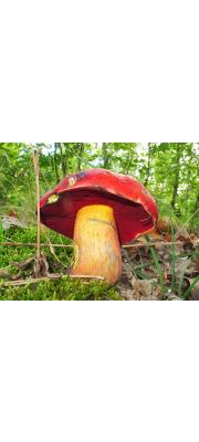 진빨간그물버섯 (Boletus dupainii Boud.)