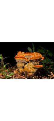 해면버섯 (Phaeolus schweinitzii (Fr.) Pat.)
