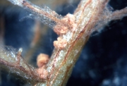 자주빛날개무늬병균 (Helicobasidium mompa Tanaka)