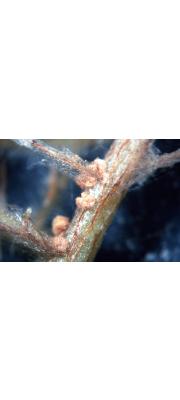 자주빛날개무늬병균 (Helicobasidium mompa Tanaka)