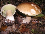 그물버섯 (Boletus edulis Bull.)