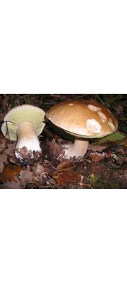그물버섯 (Boletus edulis Bull.)