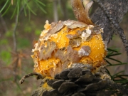 소나무혹병균 (Cronatium quercuum Miyabe ex Shirai)