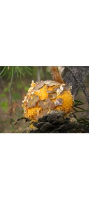 소나무혹병균 (Cronatium quercuum Miyabe ex Shirai)