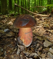 붉은대그물버섯 (Boletus erythropus Pers.  > Boletus erythropus Pers. var. erythropus)