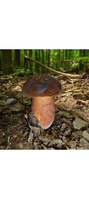 붉은대그물버섯 (Boletus erythropus Pers.  > Boletus erythropus Pers. var. erythropus)