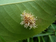 붉은별무늬병 (Gymnosporangium asiaticum Miyabe ex G. Yamada)