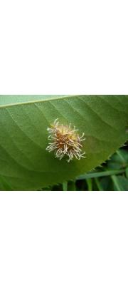 붉은별무늬병 (Gymnosporangium asiaticum Miyabe ex G. Yamada)
